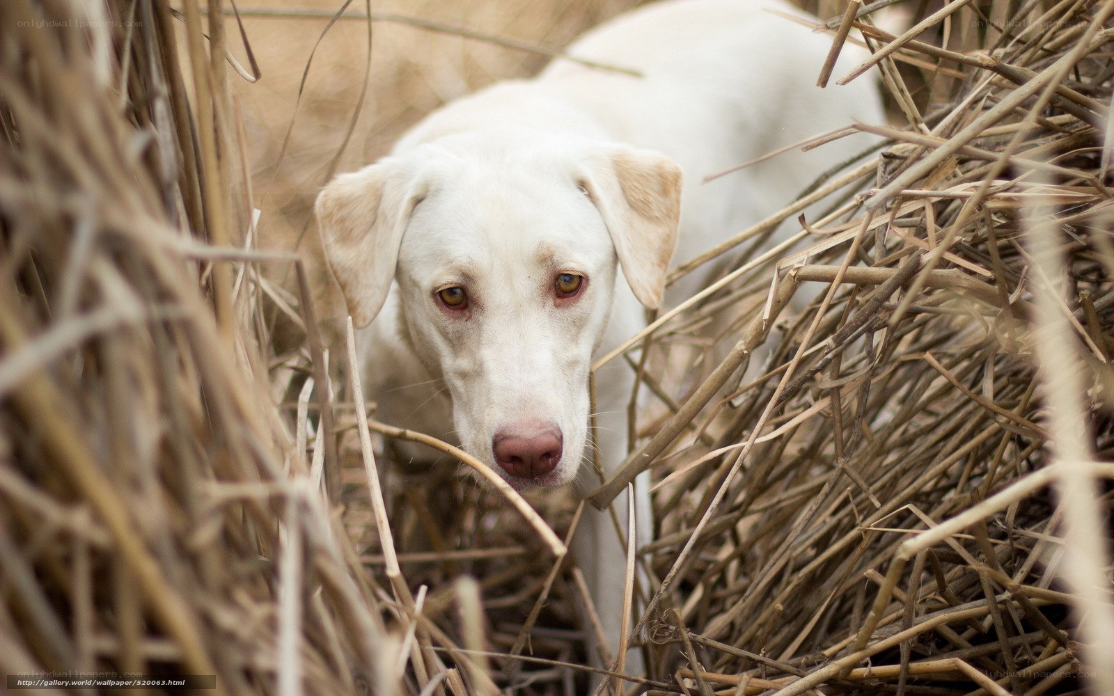 white dog in dry grass