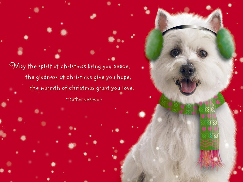 White Dog in Earmuffs