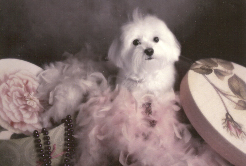 White Dog in Feathers
