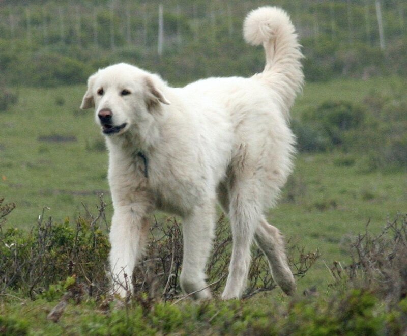 White Dog in Field — Calm