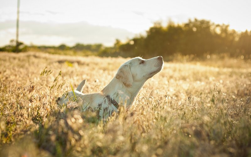 White Dog in Field — Gold