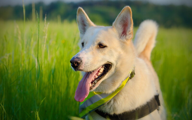 White Dog in Field — Green, Calm