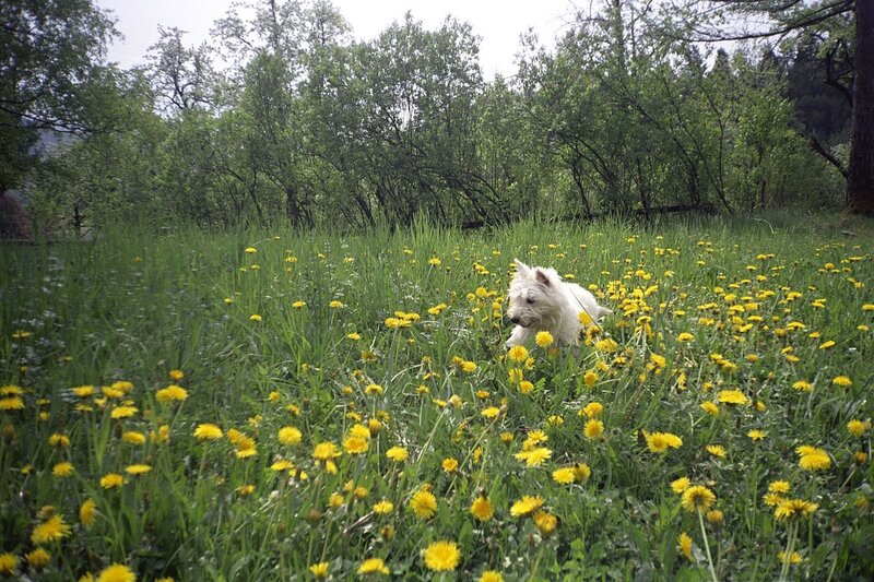 White Dog in Field — Green, Serene