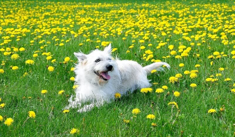 White Dog in Field — Green