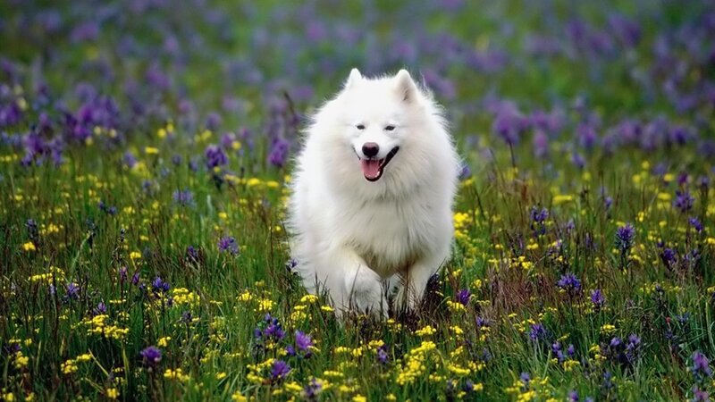 White Dog in Field — Playful, Spring