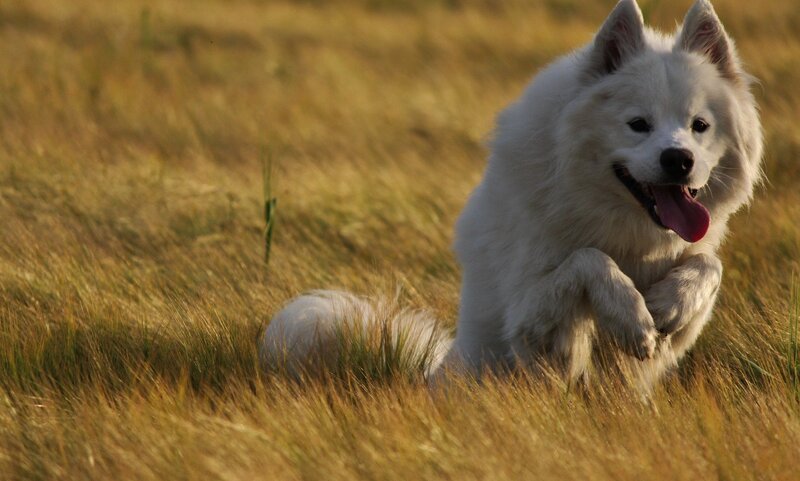 White Dog in Field — Playful, Sunset