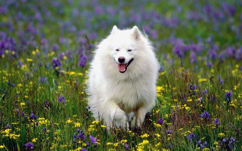 White Dog in Field — Playful
