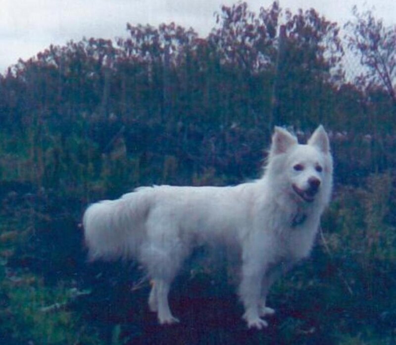 white dog in field