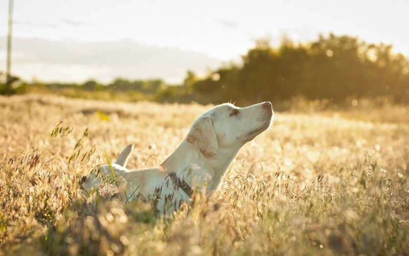 White Dog in Field — Yellow, Serene