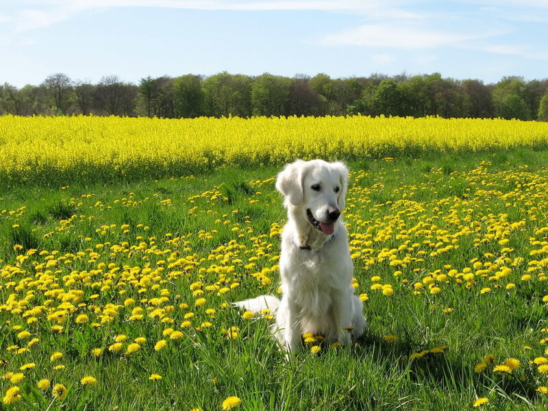 White Dog in Field — Yellow