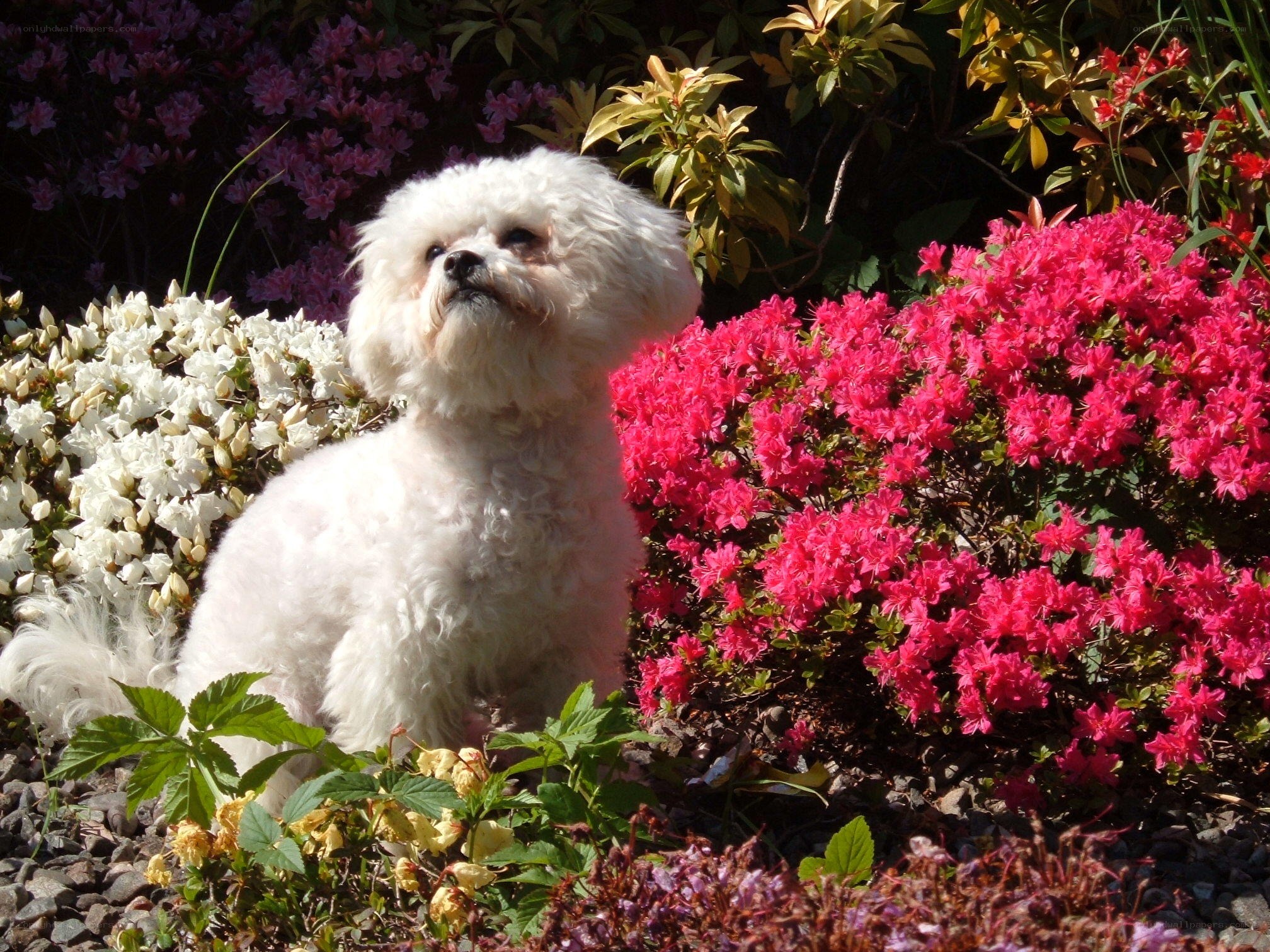 White dog in flower garden
