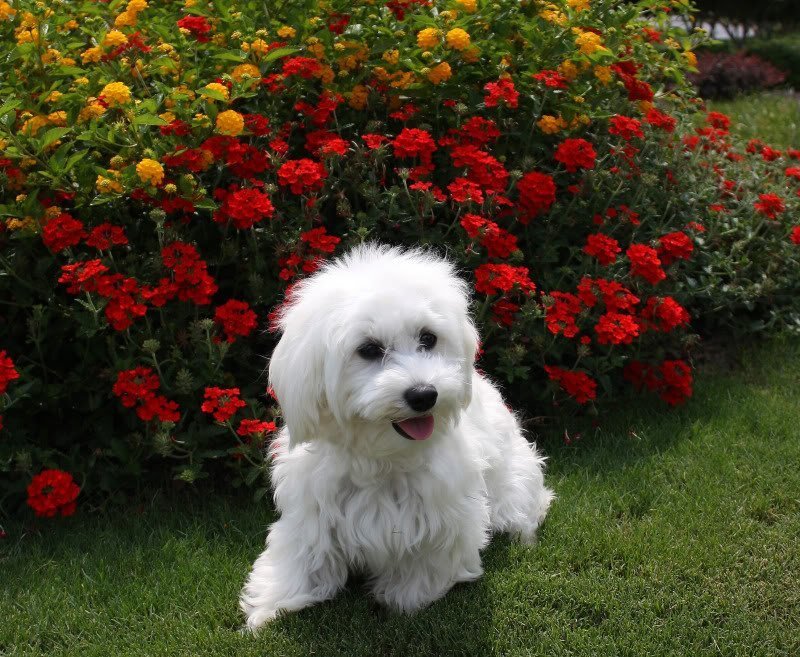 White dog in flower garden