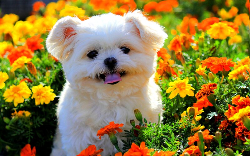 White Dog in Flowers — Bright