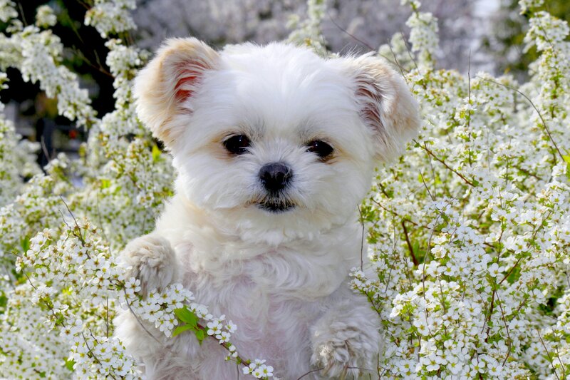White Dog in Flowers — Calm