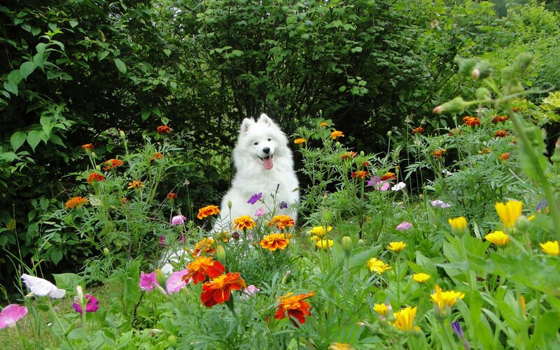 White Dog in Flowers — Green, Serene