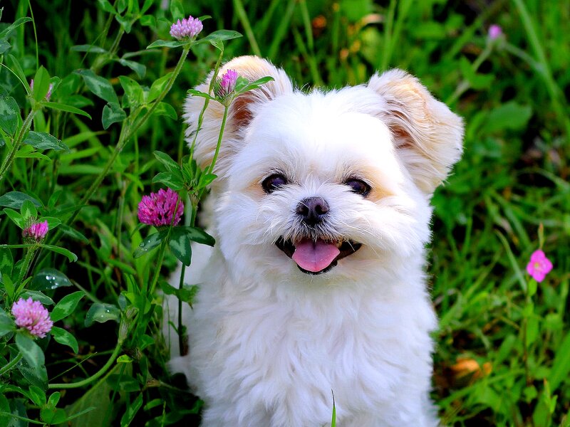 White Dog in Flowers — Happy