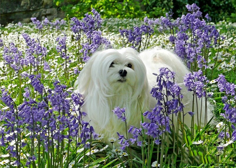 White Dog in Flowers — Purple, Serene