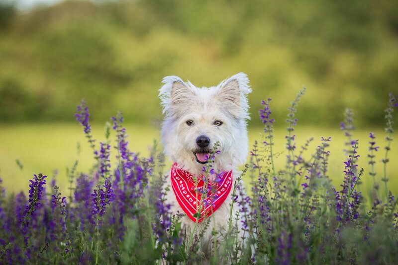 White Dog in Flowers — Purple