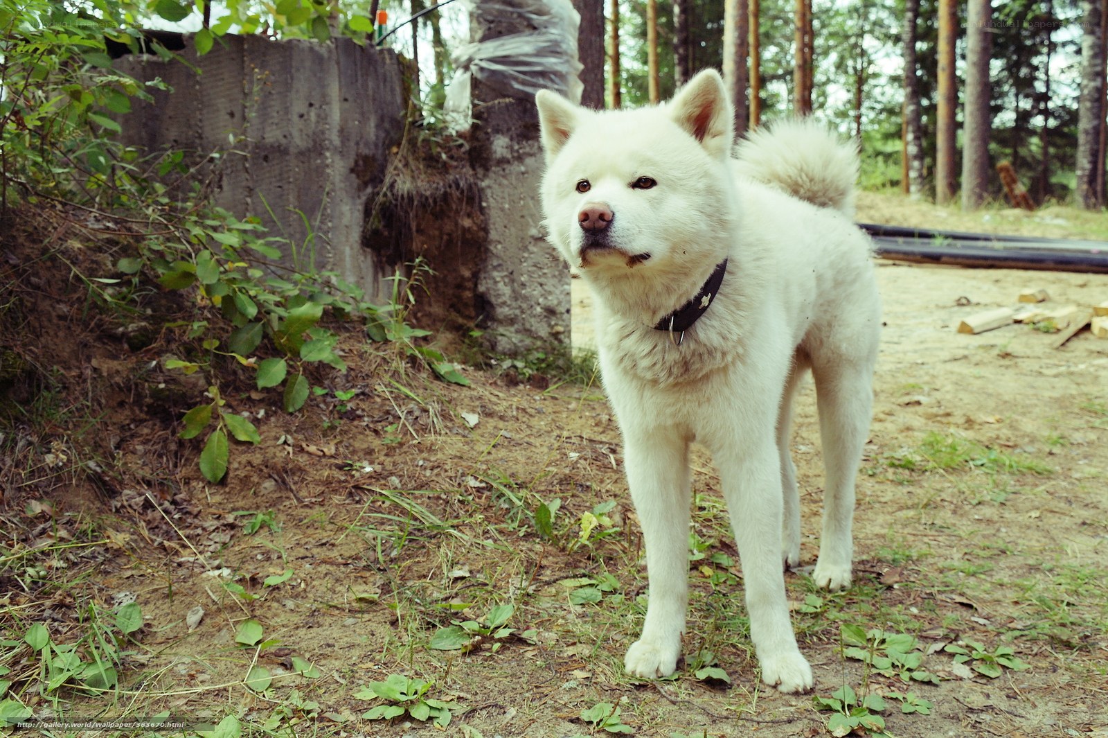 White dog in forest