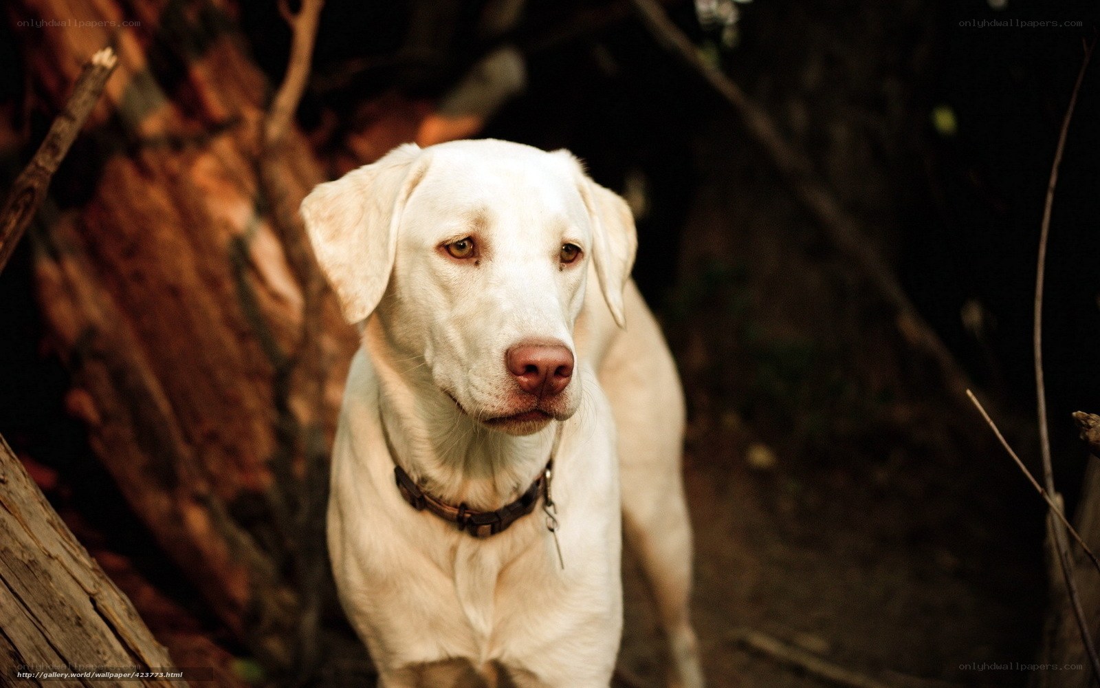 white dog in forest