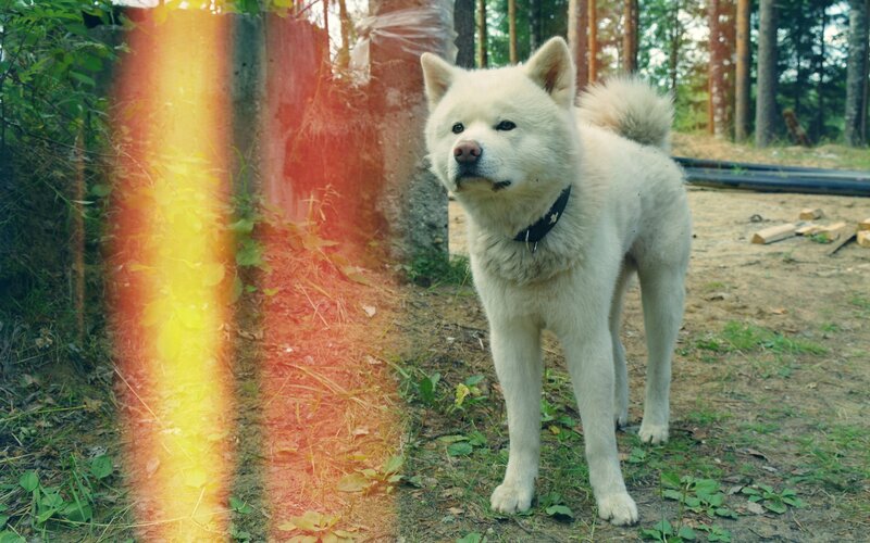 white dog in forest