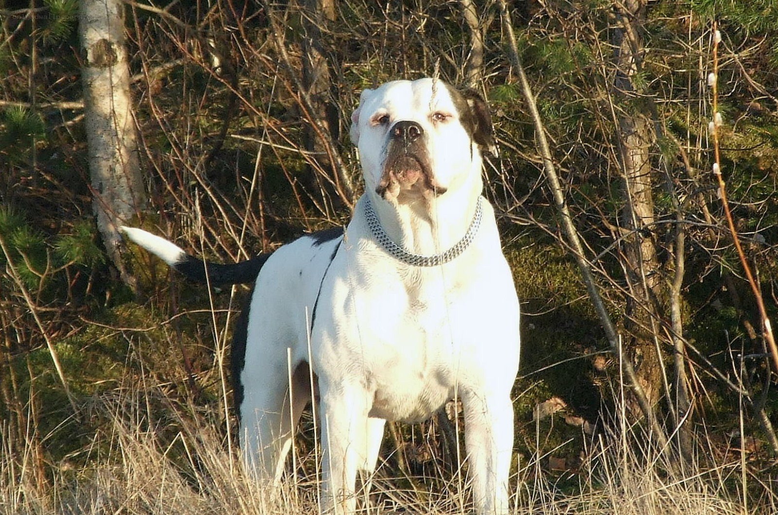 white dog in forest