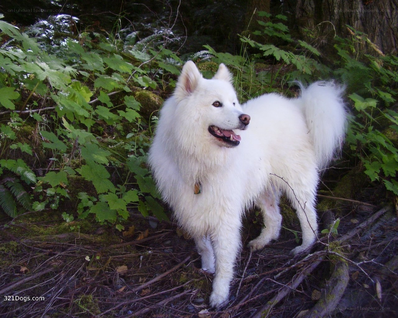 White dog in forest