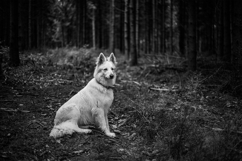 White Dog in Forest — Black