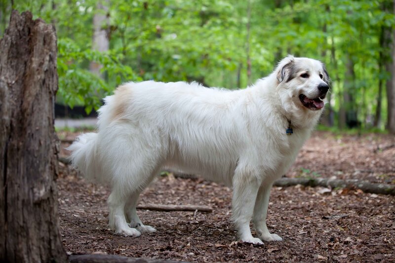 White Dog in Forest — Calm, Spring
