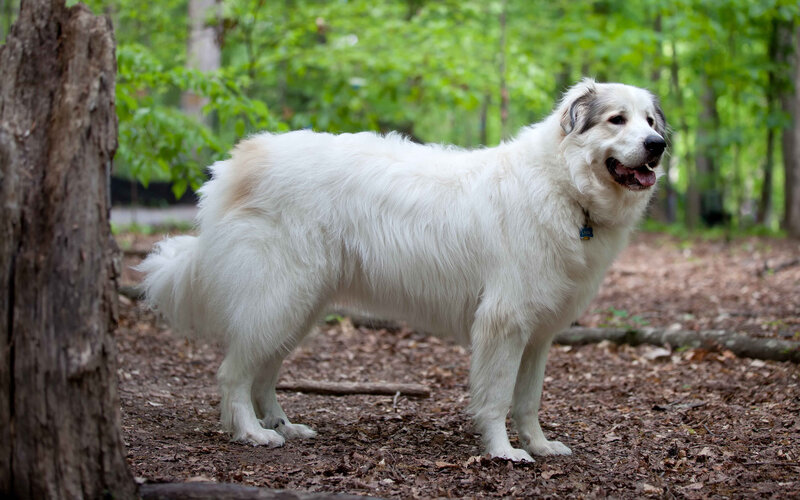White Dog in Forest — Calm