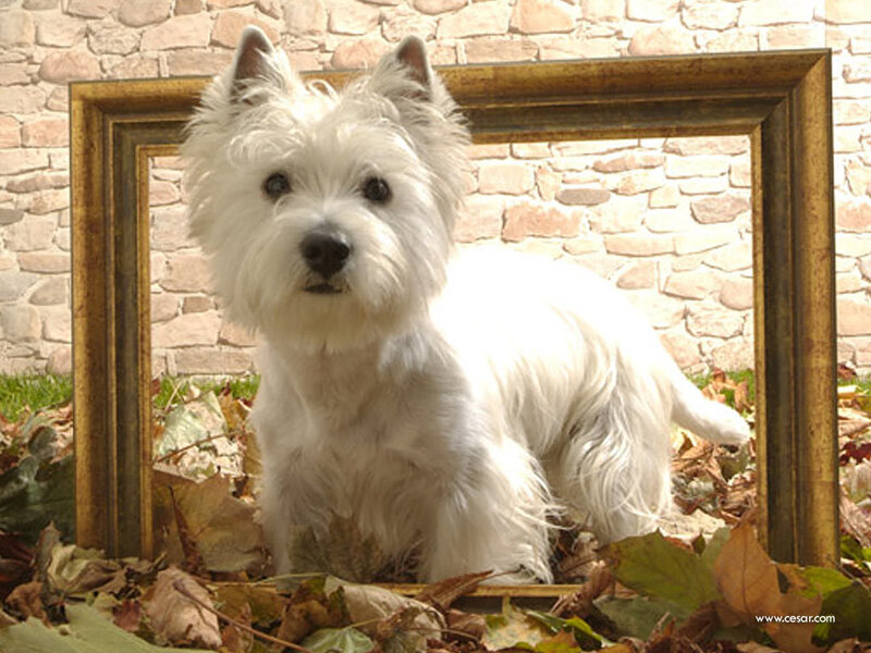 White Dog in Frame