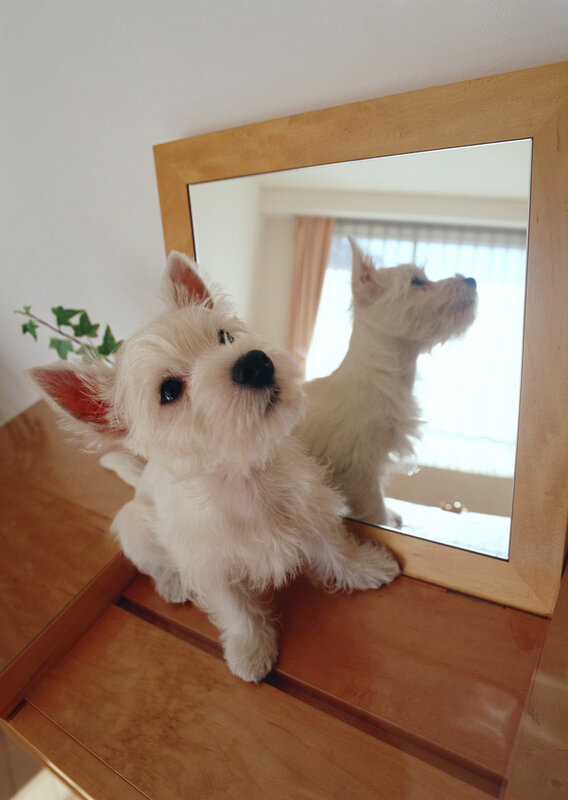 White dog in front of mirror