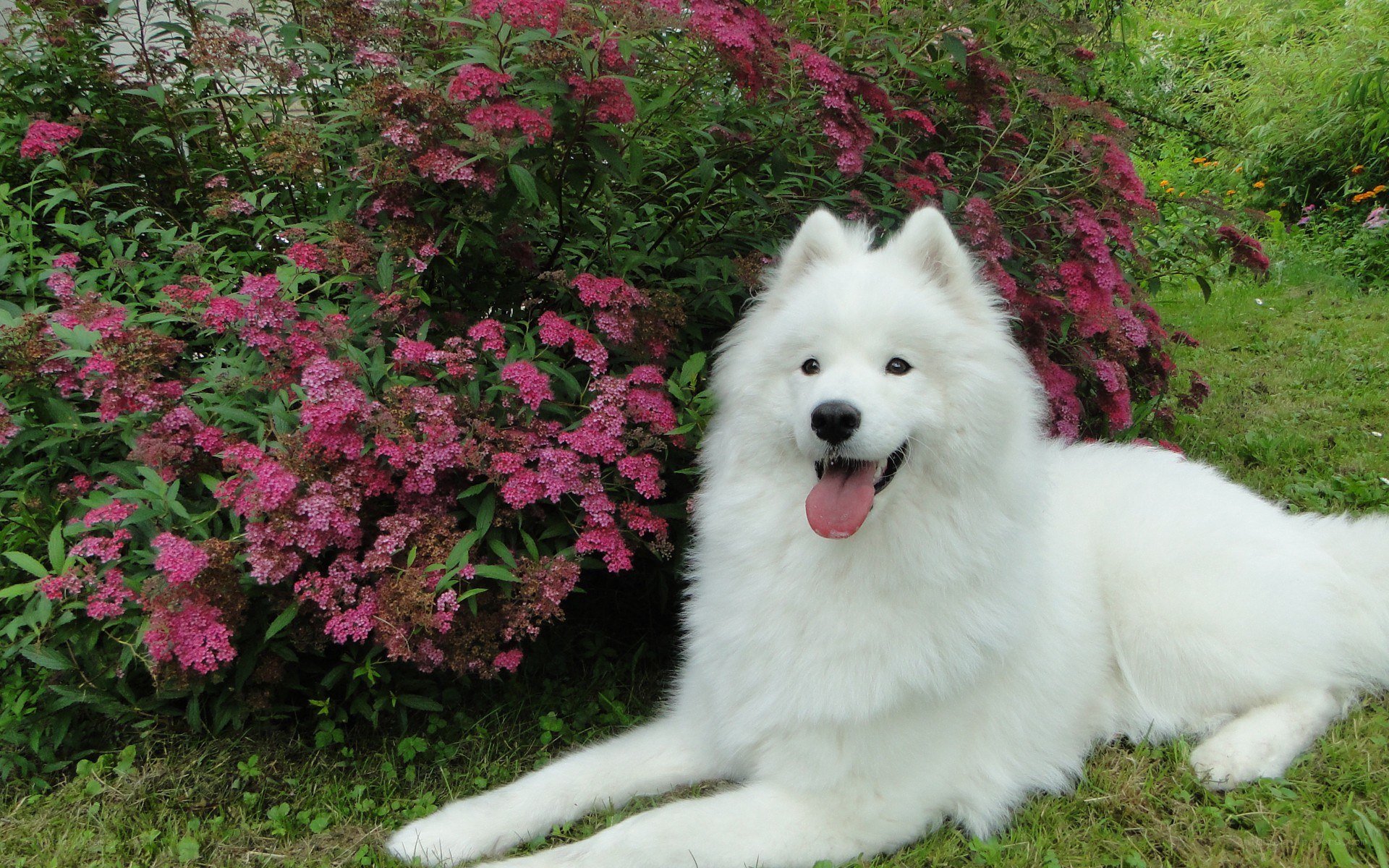 White dog in garden