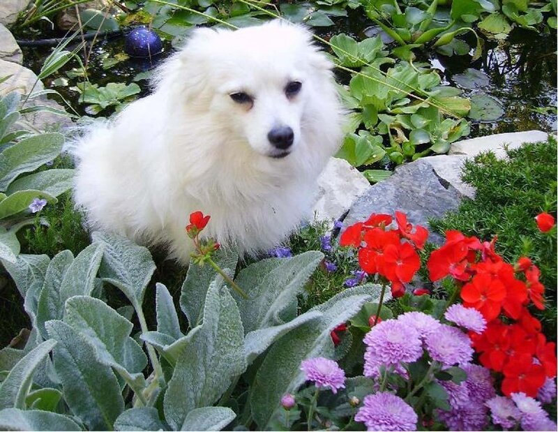White dog in garden