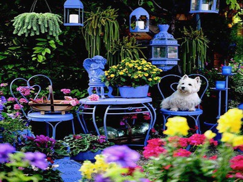 White Dog in Garden — Blue