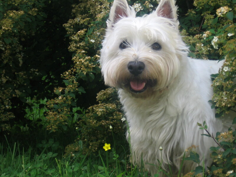 White Dog in Garden — Calm, Afternoon