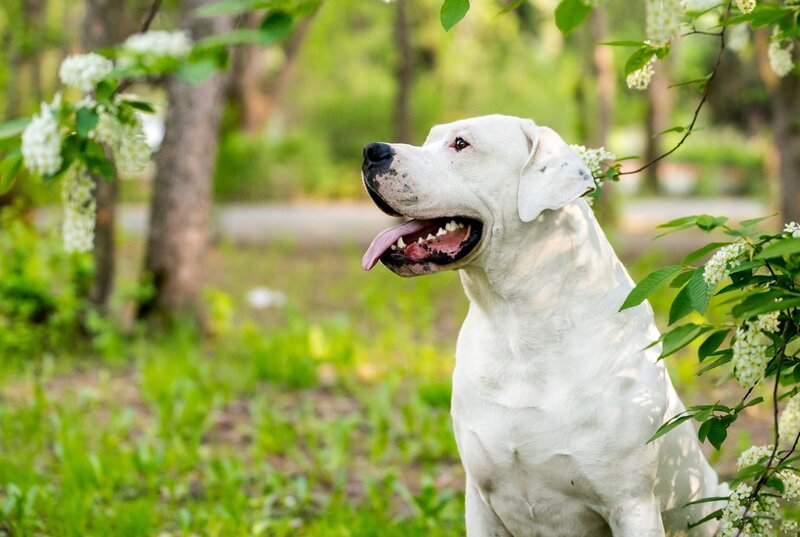 White Dog in Garden — Calm, Spring