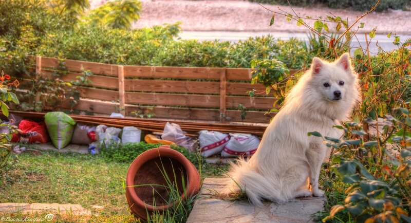 White Dog in Garden — Calm, Sunset