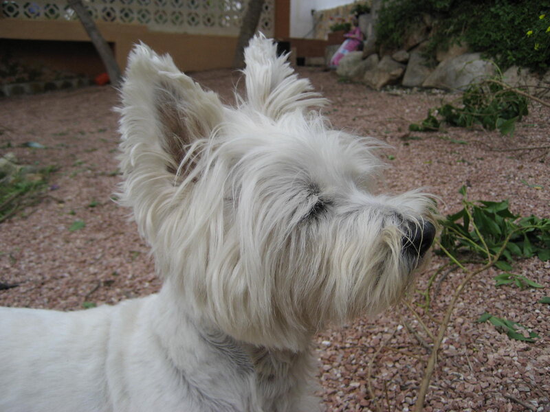 White Dog in Garden — Calm