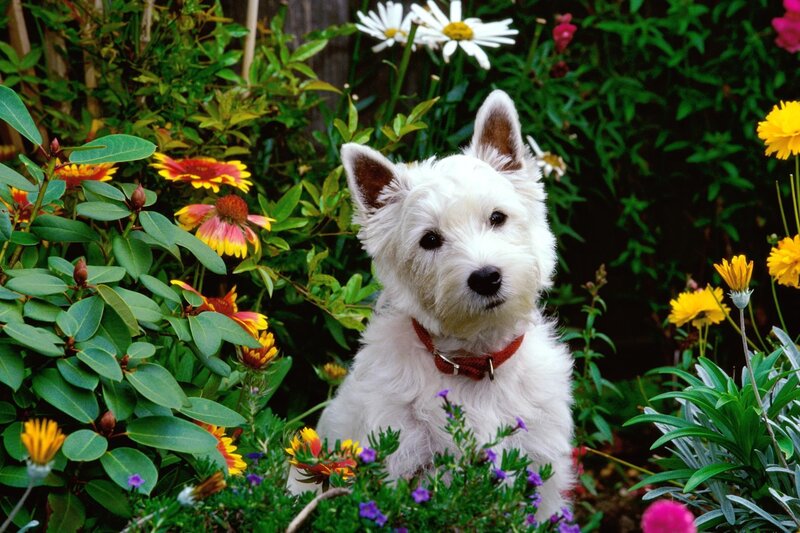 White Dog in Garden — Green, Calm, Summer