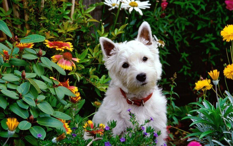 White Dog in Garden — Green