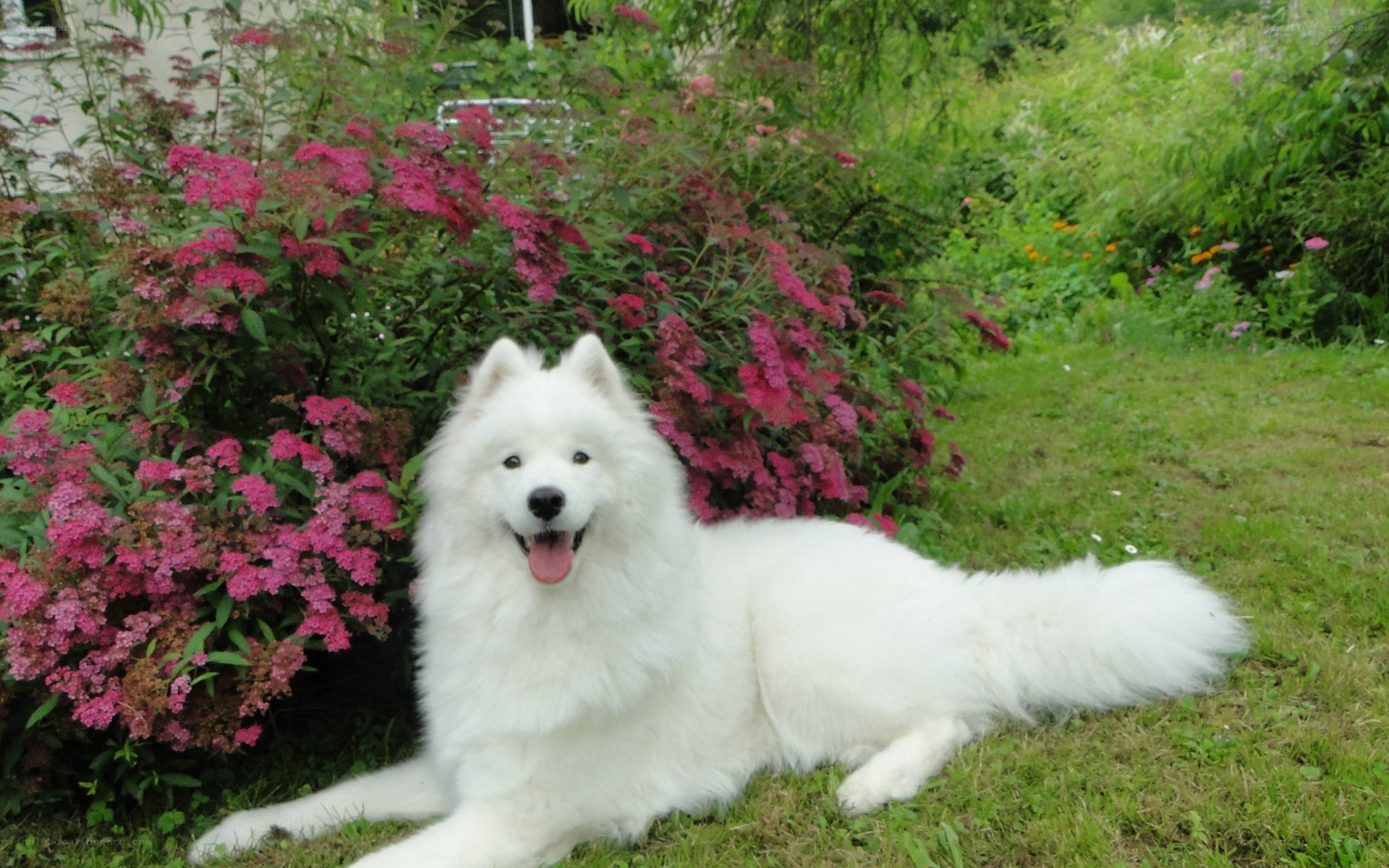 White dog in garden