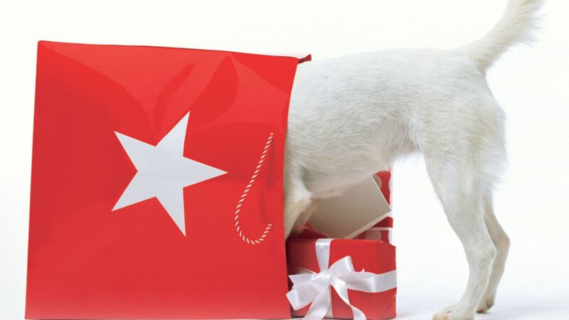 White Dog in Gift Bag — Red
