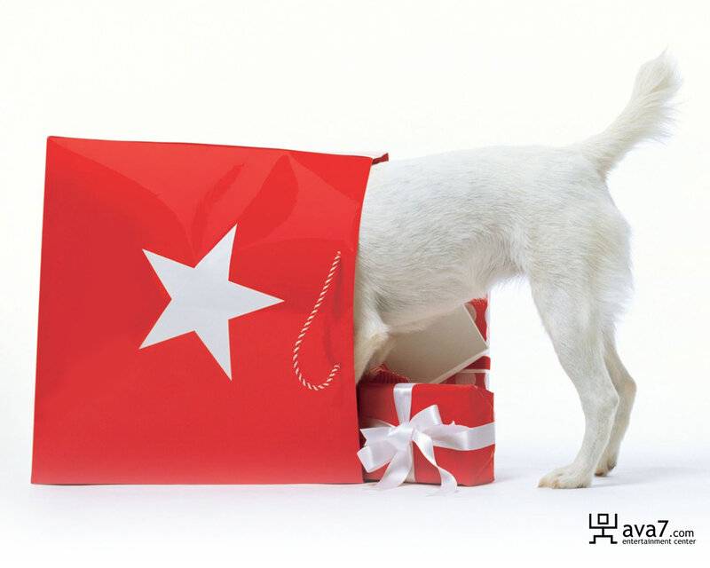 White Dog in Gift Bag