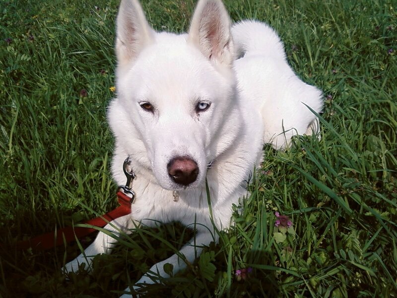 white dog in grass