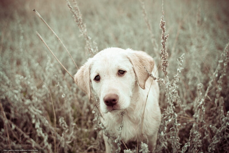 White Dog in Grass — Beige
