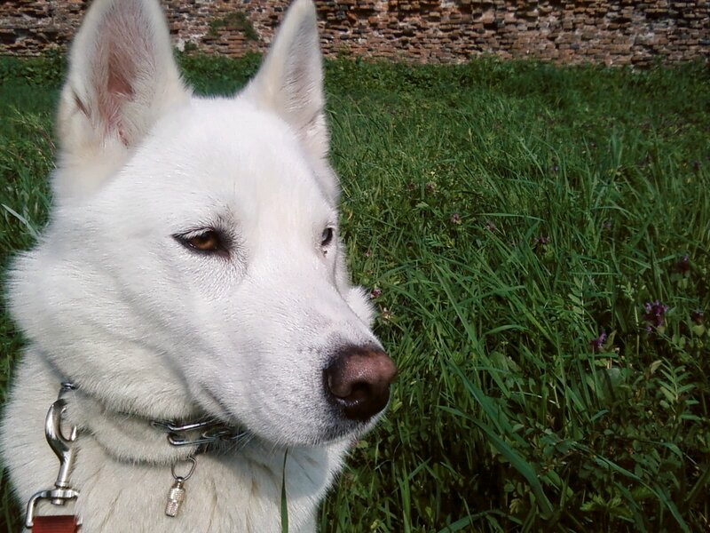 White Dog in Grass — Calm, Afternoon