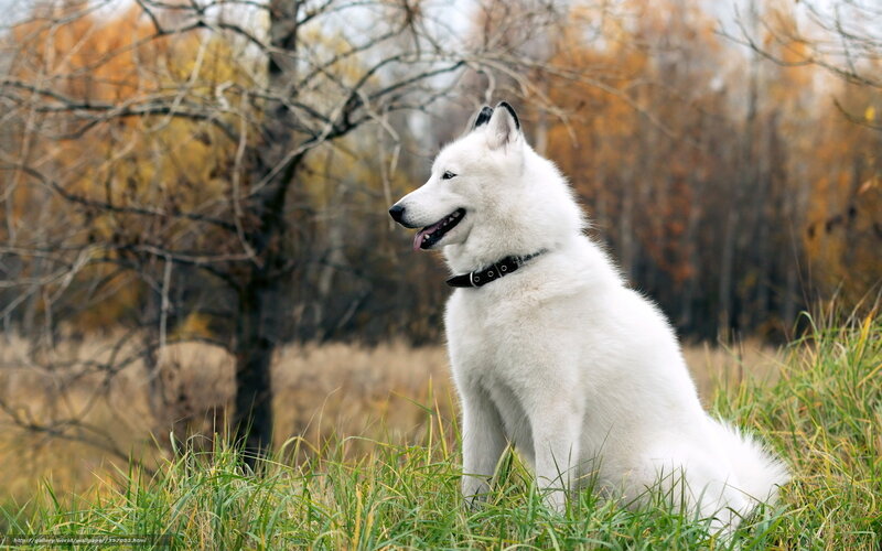 White Dog in Grass — Calm, Autumn