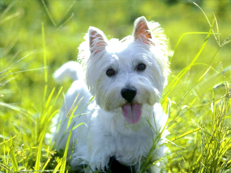 White Dog in Grass — Green, Calm, Afternoon, Photograph, Sunlight
