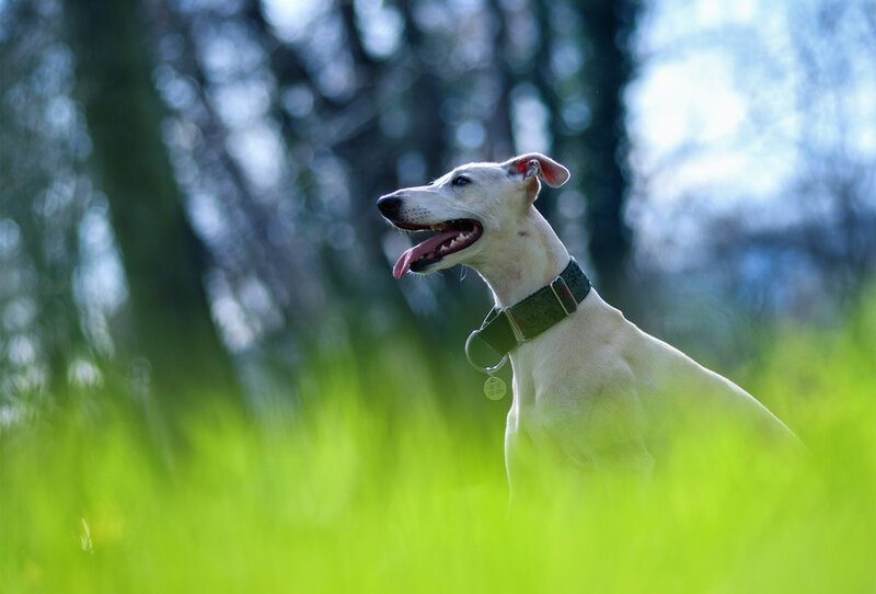 White Dog in Grass — Green, Calm, Afternoon, Photograph